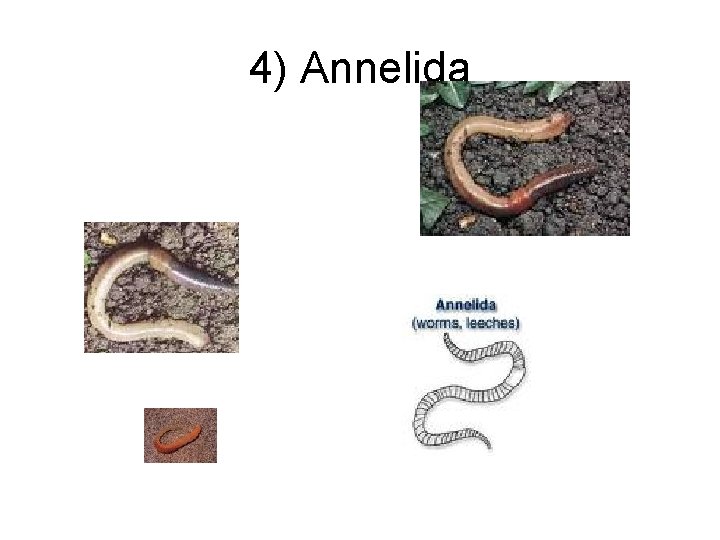 4) Annelida 