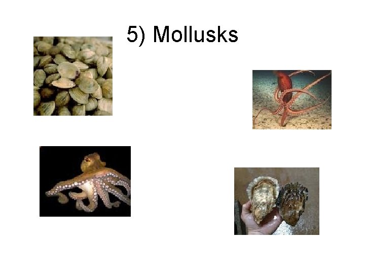 5) Mollusks 