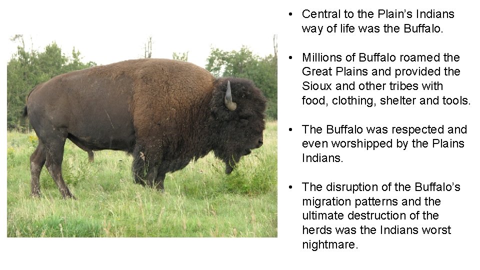  • Central to the Plain’s Indians way of life was the Buffalo. •