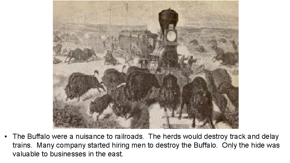  • The Buffalo were a nuisance to railroads. The herds would destroy track