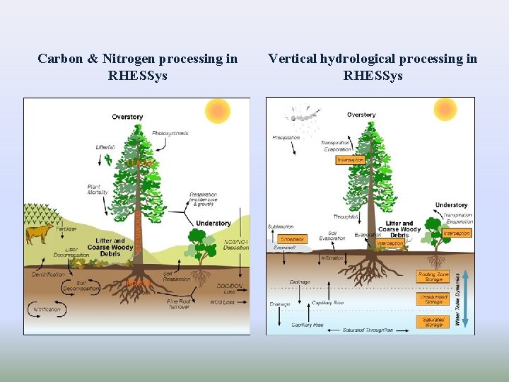 Carbon & Nitrogen processing in RHESSys Vertical hydrological processing in RHESSys Carbon & Nitrogen processing in RHESSys Vertical hydrological processing in RHESSys