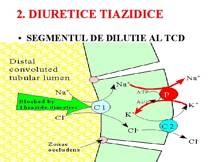 2. DIURETICE TIAZIDICE • SEGMENTUL DE DILUTIE AL TCD 