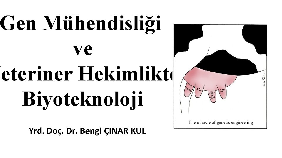 Gen Mühendisliği ve Veteriner Hekimlikte Biyoteknoloji Yrd. Doç. Dr. Bengi ÇINAR KUL 