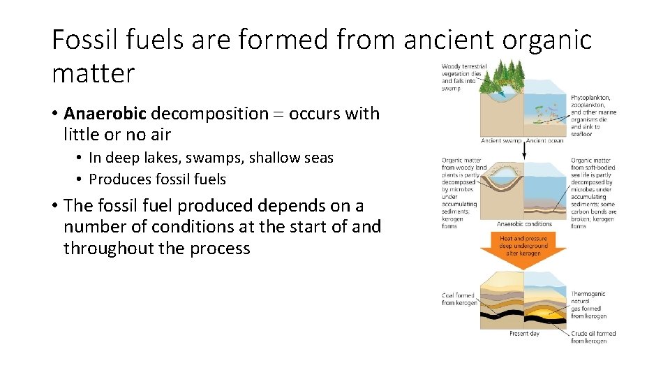 Fossil fuels are formed from ancient organic matter • Anaerobic decomposition = occurs with