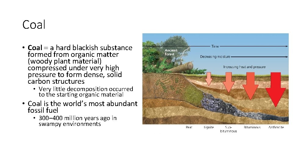 Coal • Coal = a hard blackish substance formed from organic matter (woody plant