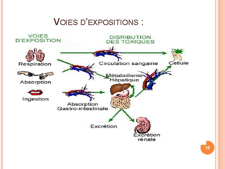  VOIES D’EXPOSITIONS : 16 