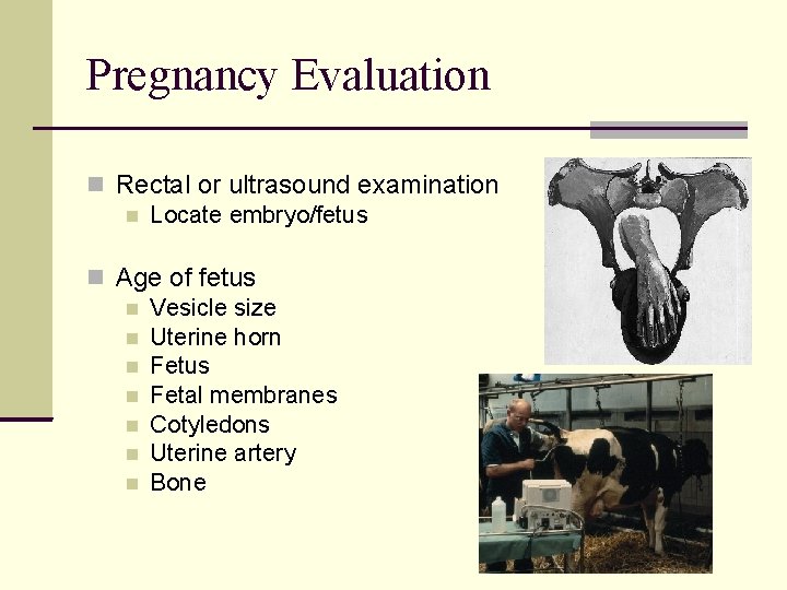 Pregnancy Evaluation Rectal or ultrasound examination Locate embryo/fetus Age of fetus Vesicle size Uterine