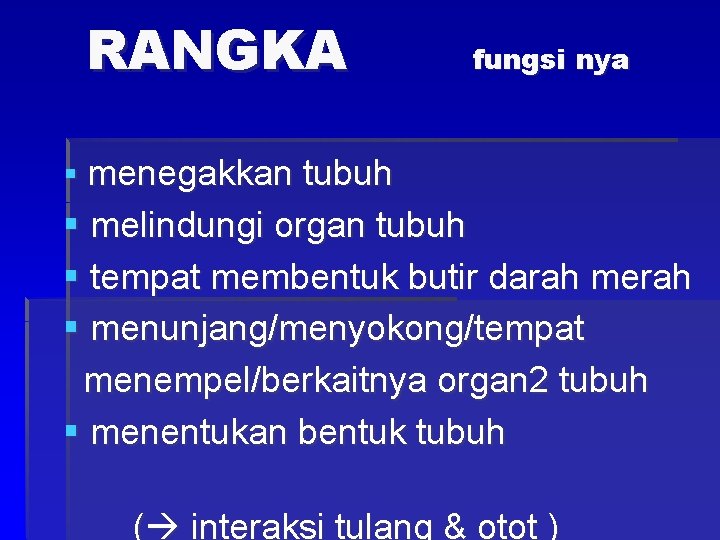 RANGKA fungsi nya § menegakkan tubuh § melindungi organ tubuh § tempat membentuk butir