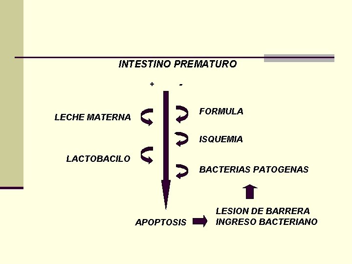 INTESTINO PREMATURO + FORMULA LECHE MATERNA - ISQUEMIA LACTOBACILO BACTERIAS PATOGENAS APOPTOSIS LESION DE INTESTINO PREMATURO + FORMULA LECHE MATERNA - ISQUEMIA LACTOBACILO BACTERIAS PATOGENAS APOPTOSIS LESION DE
