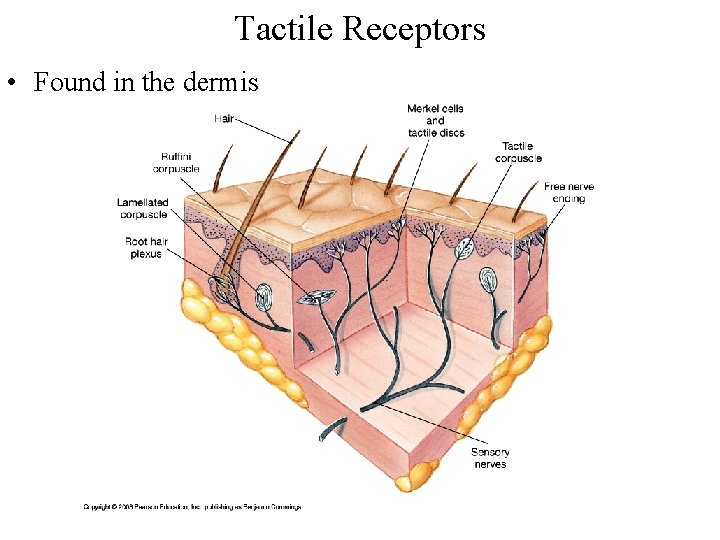 Tactile Receptors • Found in the dermis 