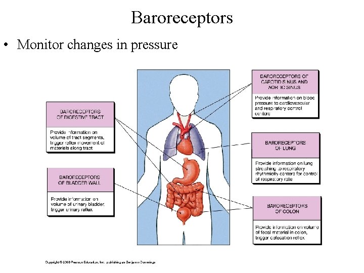 Baroreceptors • Monitor changes in pressure 