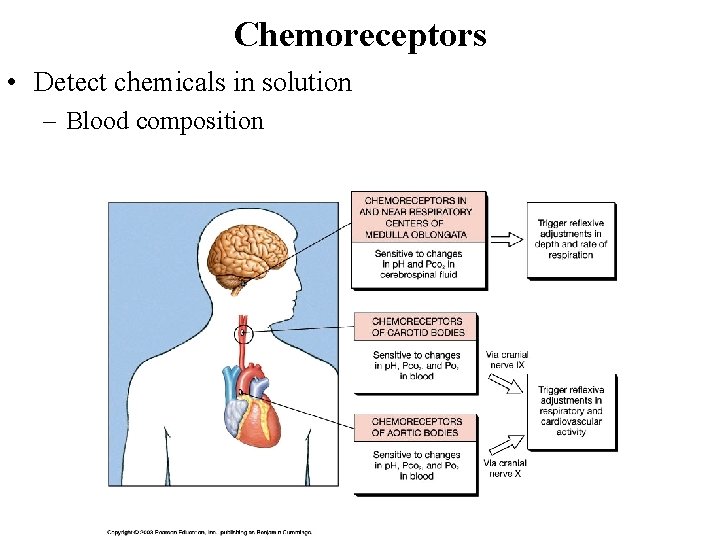 Chemoreceptors • Detect chemicals in solution – Blood composition 