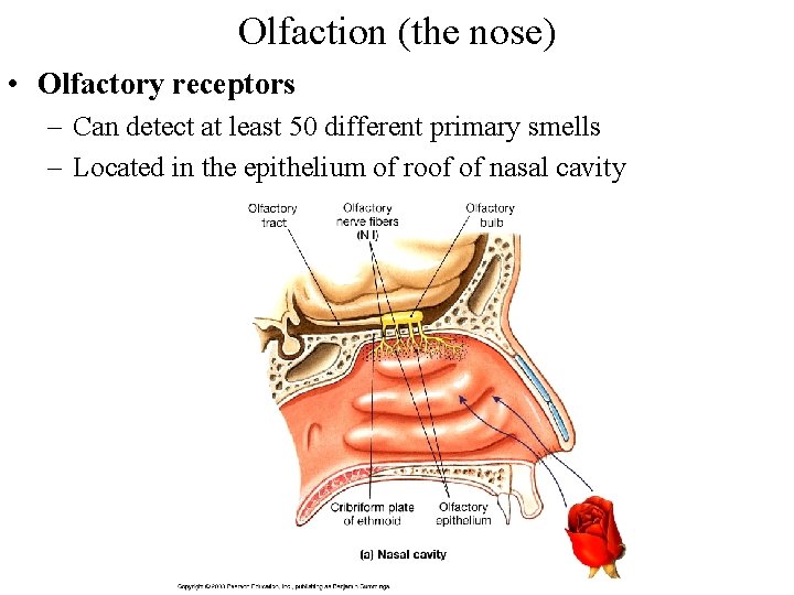 Olfaction (the nose) • Olfactory receptors – Can detect at least 50 different primary