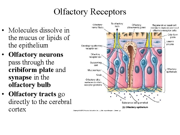 Olfactory Receptors • Molecules dissolve in the mucus or lipids of the epithelium •