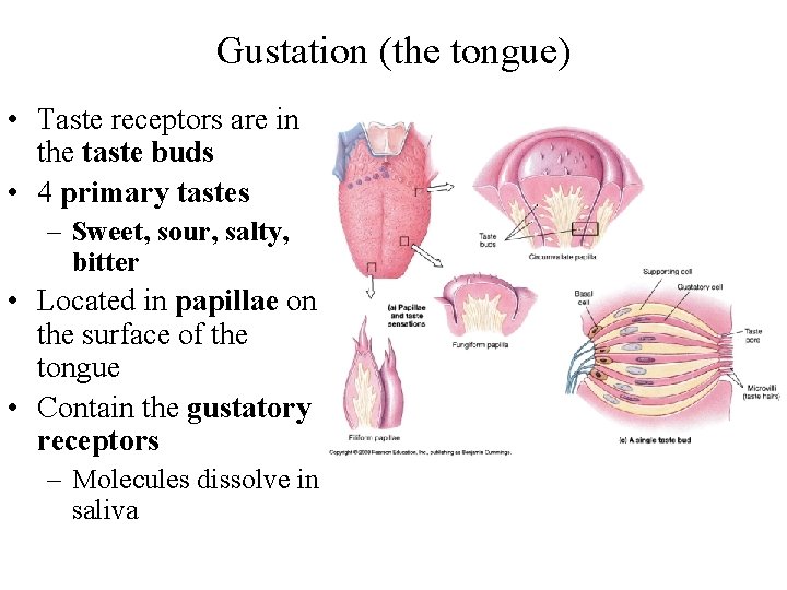 Gustation (the tongue) • Taste receptors are in the taste buds • 4 primary