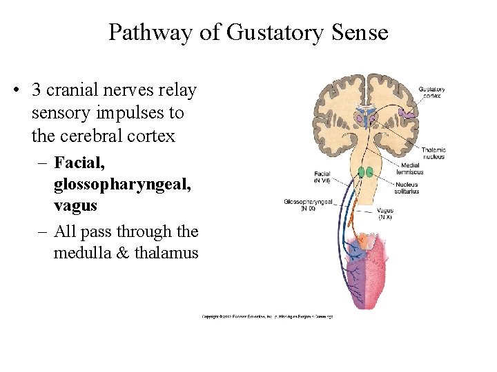 Pathway of Gustatory Sense • 3 cranial nerves relay sensory impulses to the cerebral