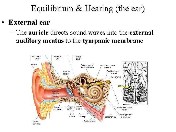 Equilibrium & Hearing (the ear) • External ear – The auricle directs sound waves