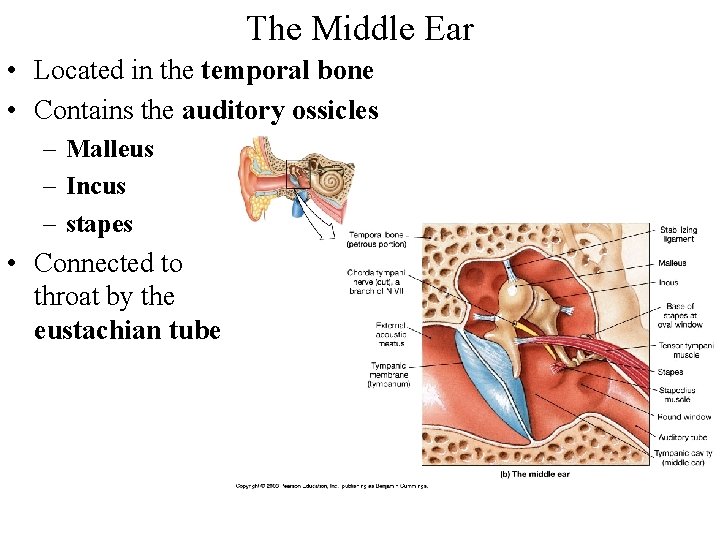 The Middle Ear • Located in the temporal bone • Contains the auditory ossicles