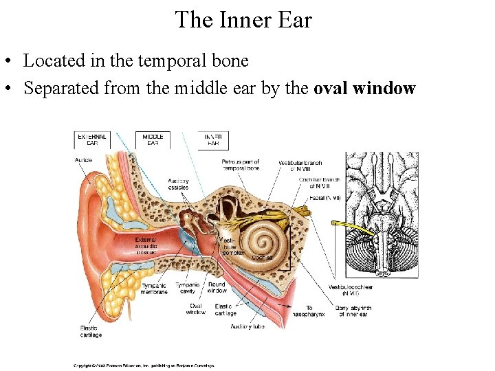 The Inner Ear • Located in the temporal bone • Separated from the middle