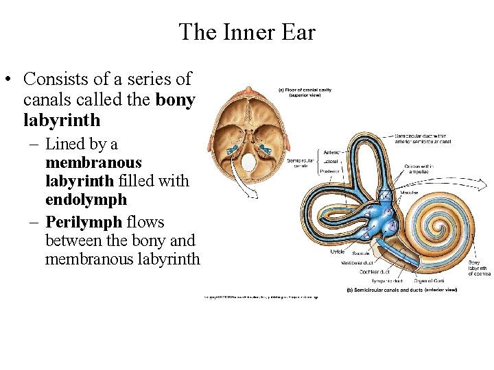 The Inner Ear • Consists of a series of canals called the bony labyrinth