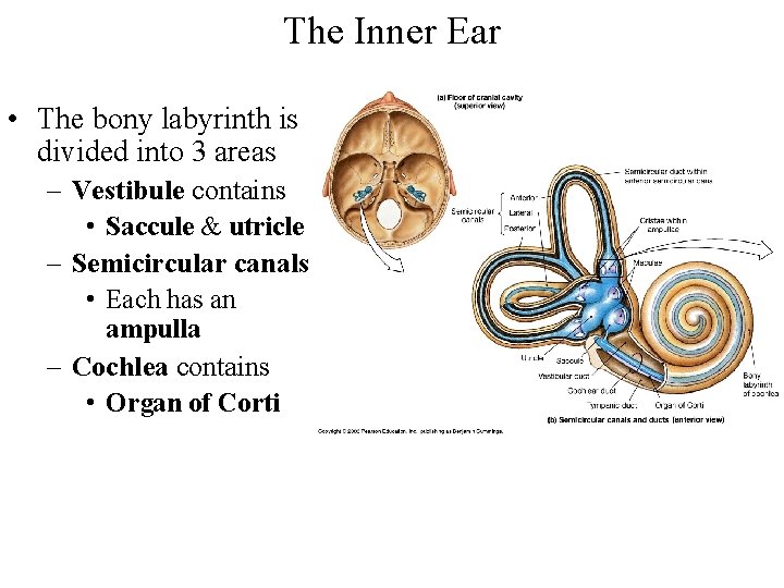 The Inner Ear • The bony labyrinth is divided into 3 areas – Vestibule