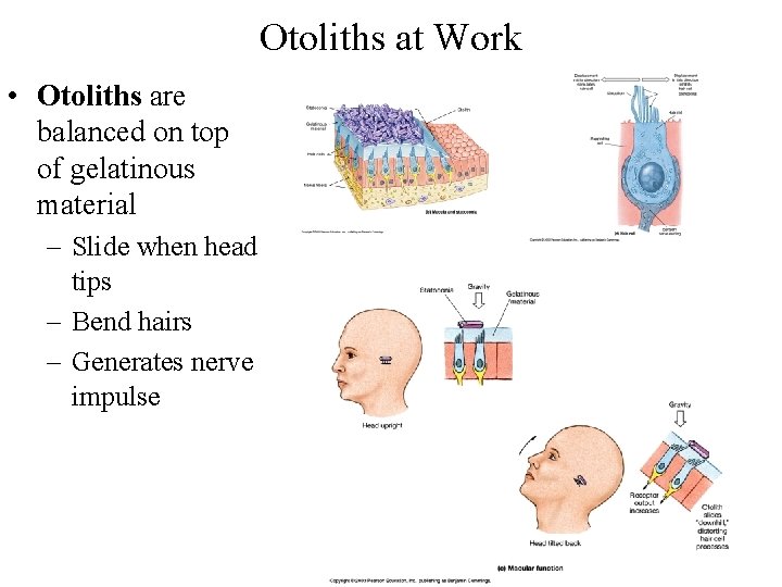 Otoliths at Work • Otoliths are balanced on top of gelatinous material – Slide