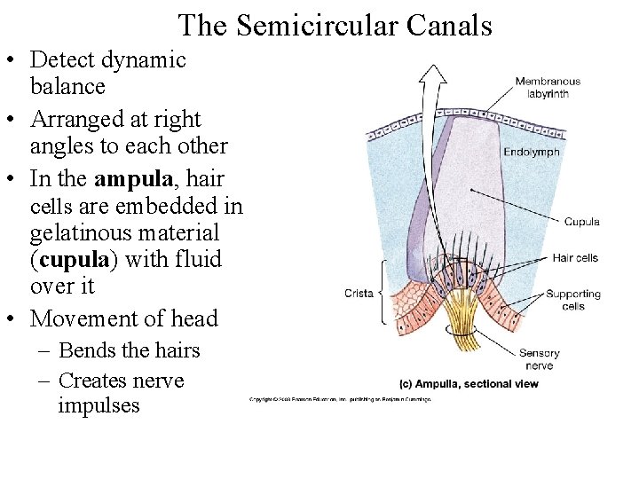 The Semicircular Canals • Detect dynamic balance • Arranged at right angles to each