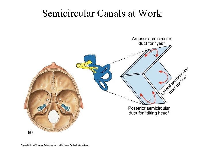 Semicircular Canals at Work 