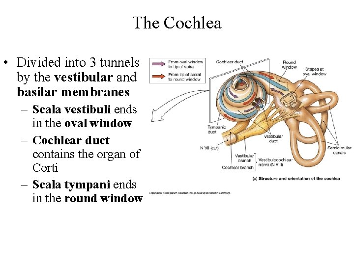 The Cochlea • Divided into 3 tunnels by the vestibular and basilar membranes –