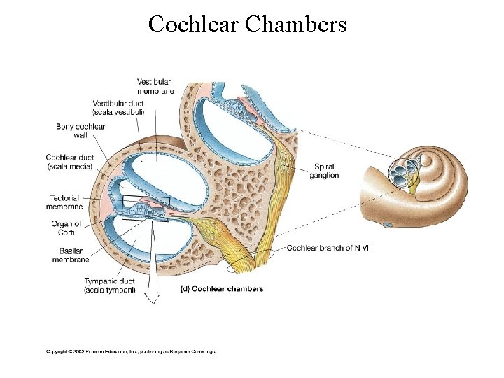 Cochlear Chambers 