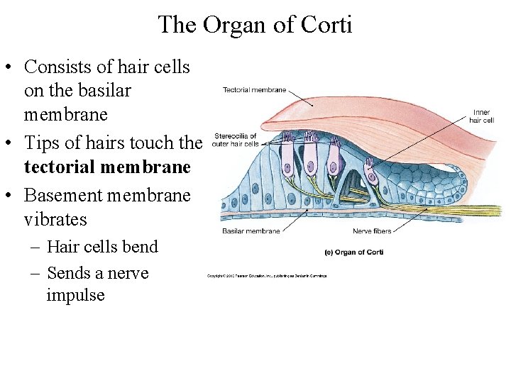 The Organ of Corti • Consists of hair cells on the basilar membrane •