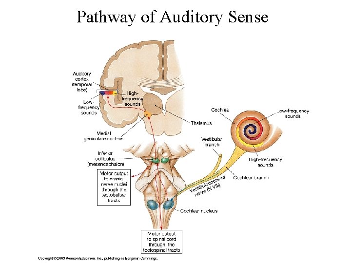 Pathway of Auditory Sense 