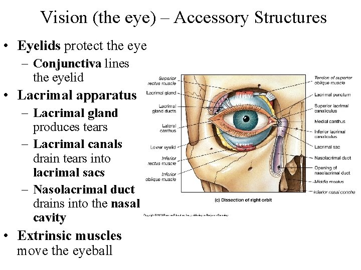 Vision (the eye) – Accessory Structures • Eyelids protect the eye – Conjunctiva lines