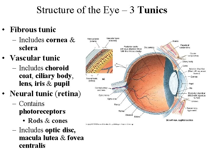 Structure of the Eye – 3 Tunics • Fibrous tunic – Includes cornea &