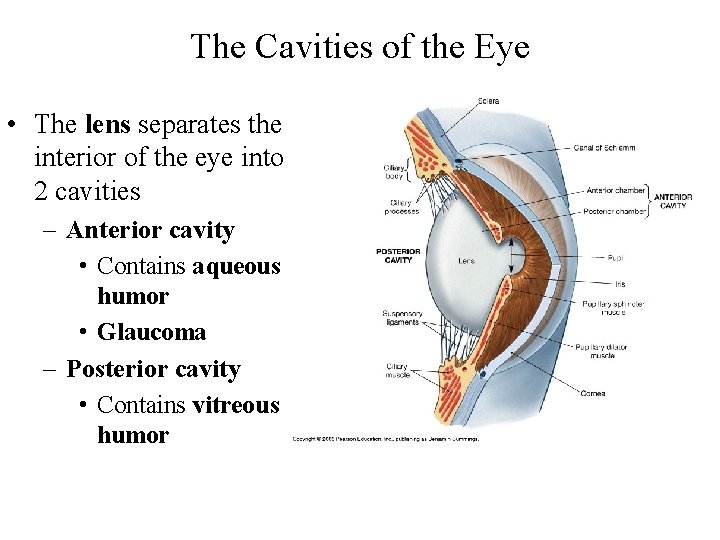 The Cavities of the Eye • The lens separates the interior of the eye