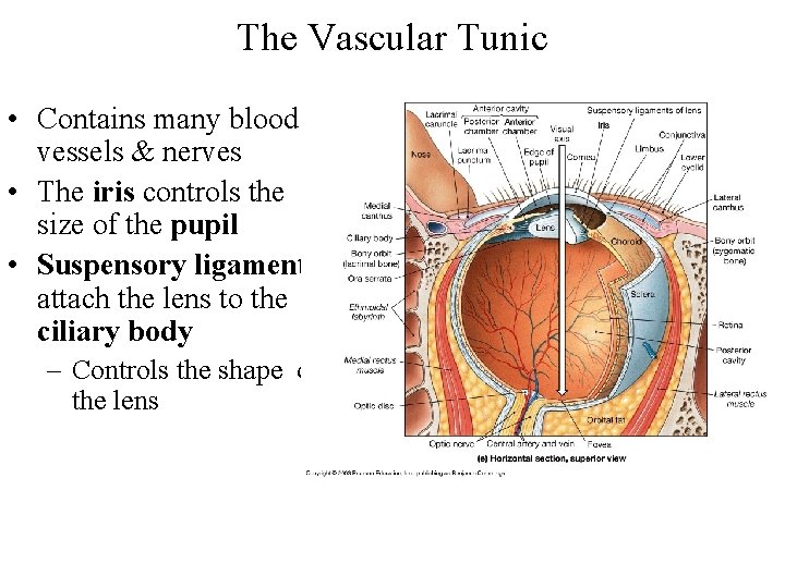 The Vascular Tunic • Contains many blood vessels & nerves • The iris controls