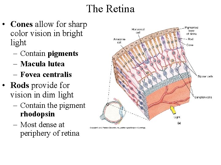 The Retina • Cones allow for sharp color vision in bright light – Contain