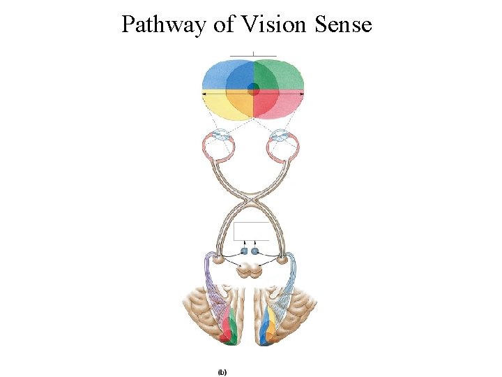 Pathway of Vision Sense 
