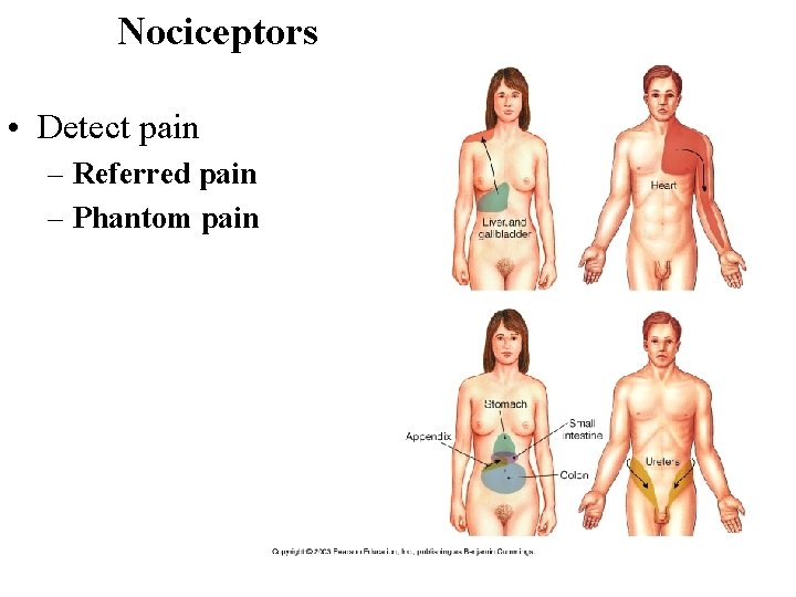 Nociceptors • Detect pain – Referred pain – Phantom pain 