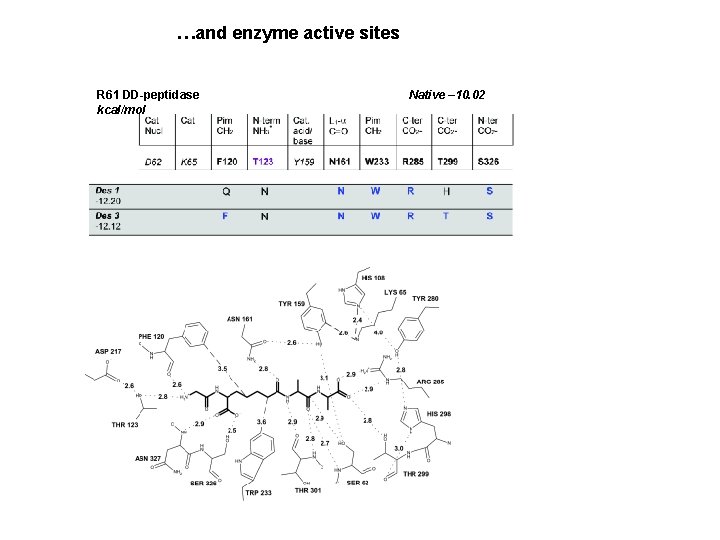 …and enzyme active sites R 61 DD-peptidase Native – 10. 02 kcal/mol 