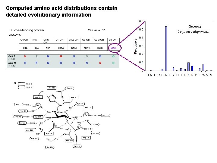 Computed amino acid distributions contain detailed evolutionary information Glucose-binding protein kcal/mol Native – 8.