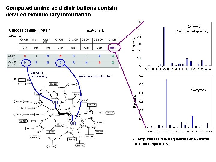 Computed amino acid distributions contain detailed evolutionary information Glucose-binding protein Native – 8. 81