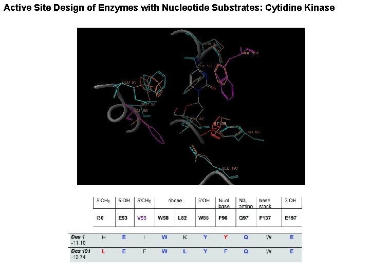 Active Site Design of Enzymes with Nucleotide Substrates: Cytidine Kinase 