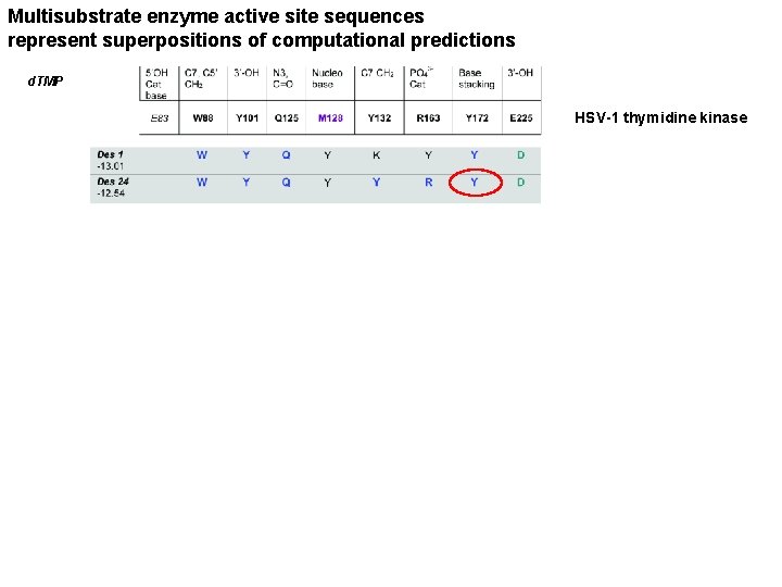 Multisubstrate enzyme active site sequences represent superpositions of computational predictions d. TMP HSV-1 thymidine