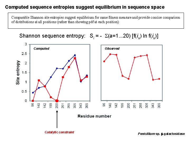 Computed sequence entropies suggest equilibrium in sequence space Comparable Shannon site entropies suggest equilibrium Computed sequence entropies suggest equilibrium in sequence space Comparable Shannon site entropies suggest equilibrium