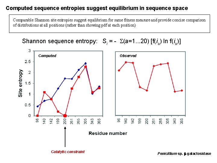 Computed sequence entropies suggest equilibrium in sequence space Comparable Shannon site entropies suggest equilibrium