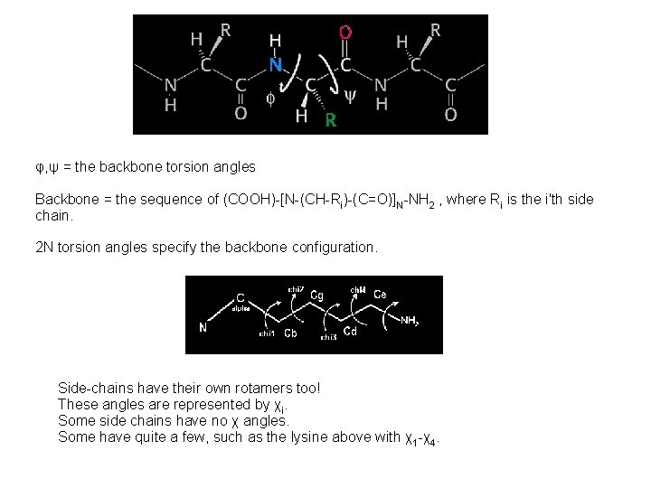 φ, ψ = the backbone torsion angles Backbone = the sequence of (COOH)-[N-(CH-Ri)-(C=O)]N-NH 2