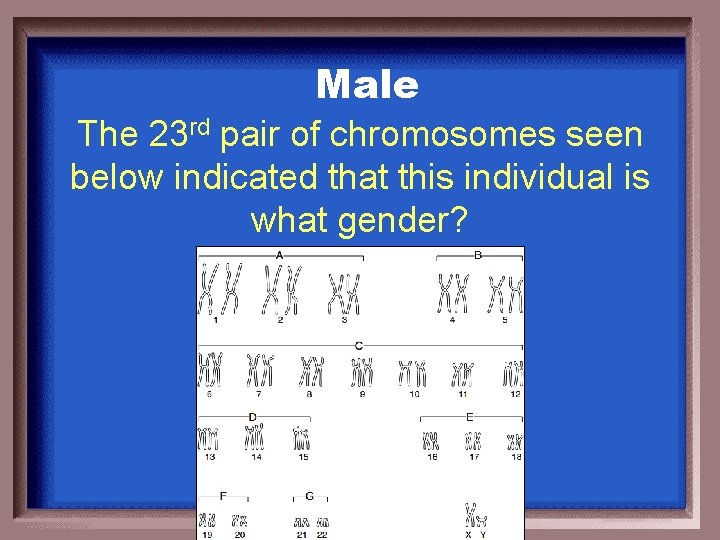 Male The 23 rd pair of chromosomes seen below indicated that this individual is