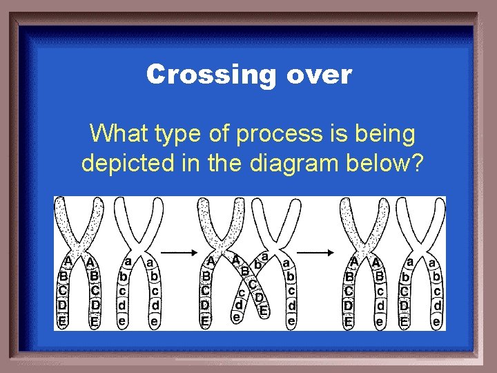 Crossing over What type of process is being depicted in the diagram below? 