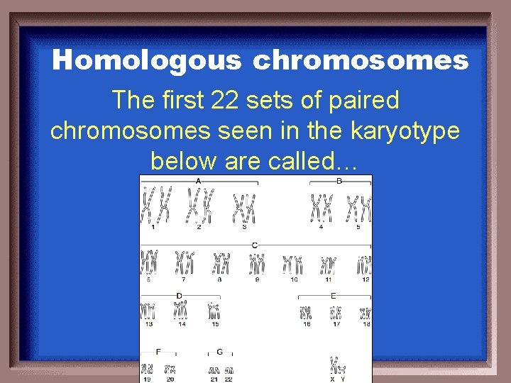 Homologous chromosomes The first 22 sets of paired chromosomes seen in the karyotype below